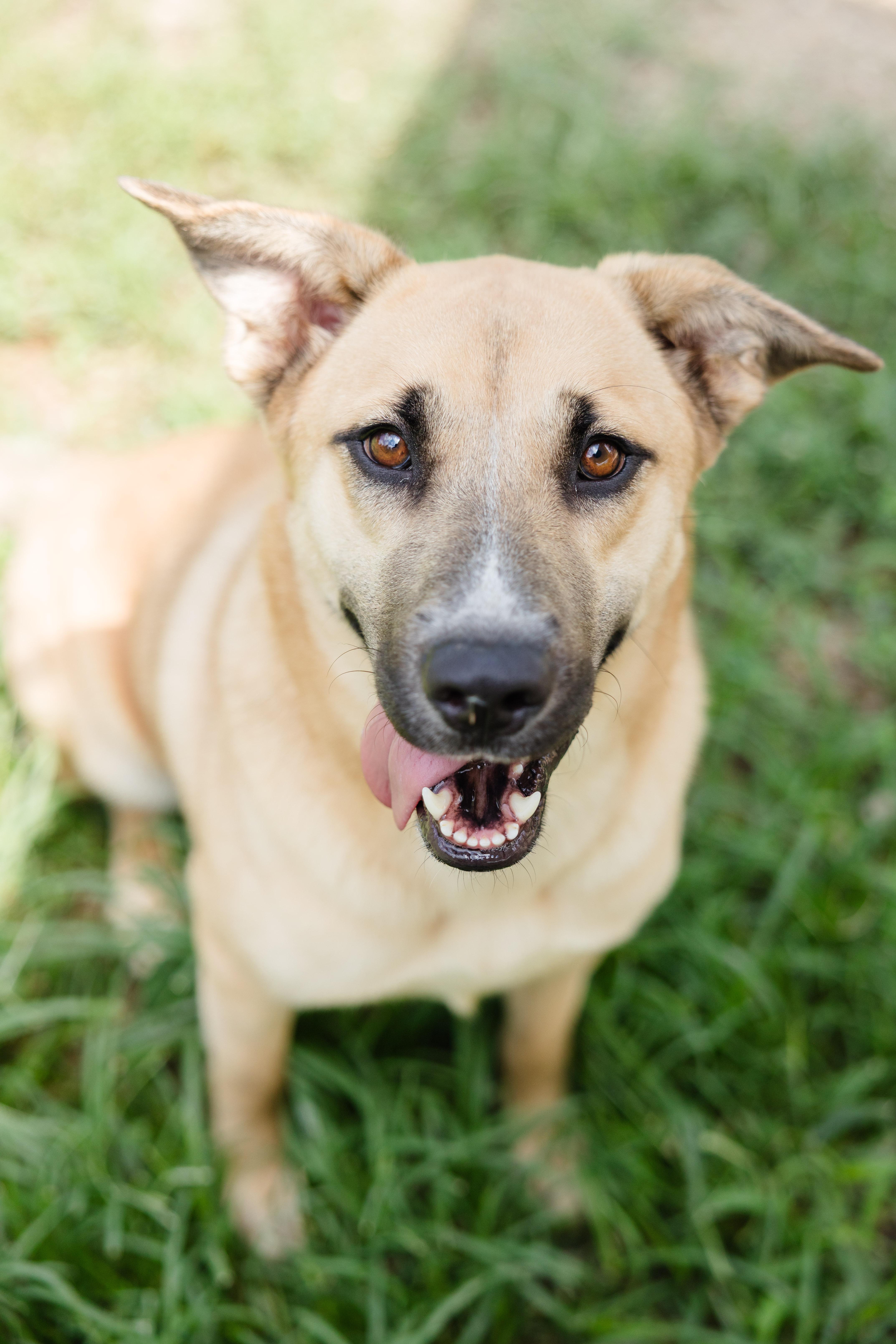 Biscuit, a ADOPTABLE mixed breed in Newburgh, IN image 1/3