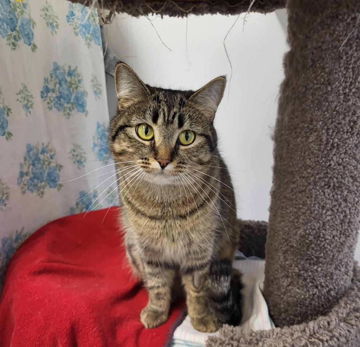 Gracie (Bonded with Elvira), Adoptable, Adult Female Tabby.