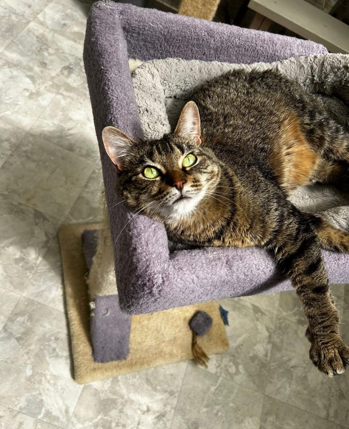 Gracie (Bonded with Elvira), a Adoptable Tabby in Maple Ridge, BC image 3/6