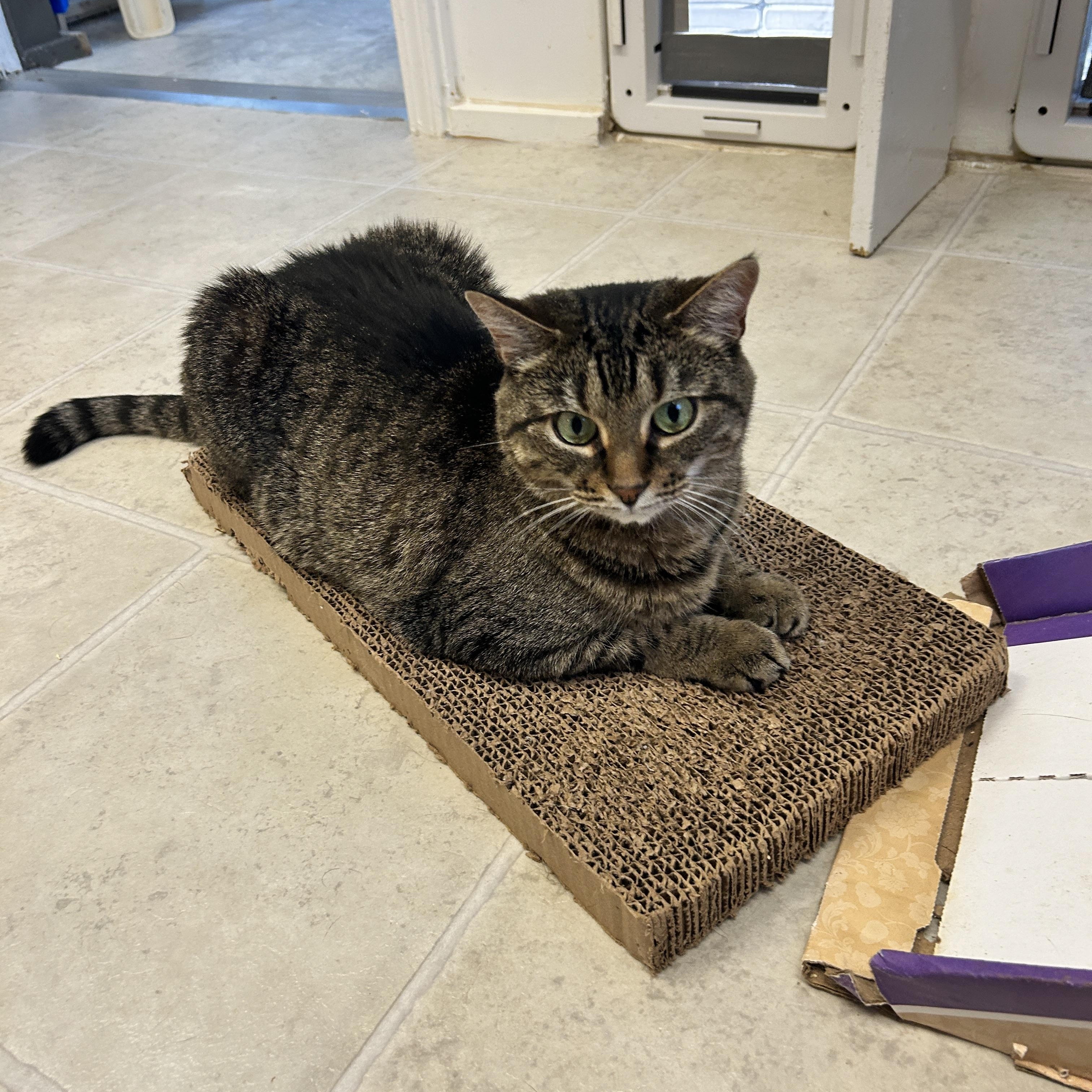 Gracie (Bonded with Elvira), a Adoptable Tabby in Maple Ridge, BC image 4/6