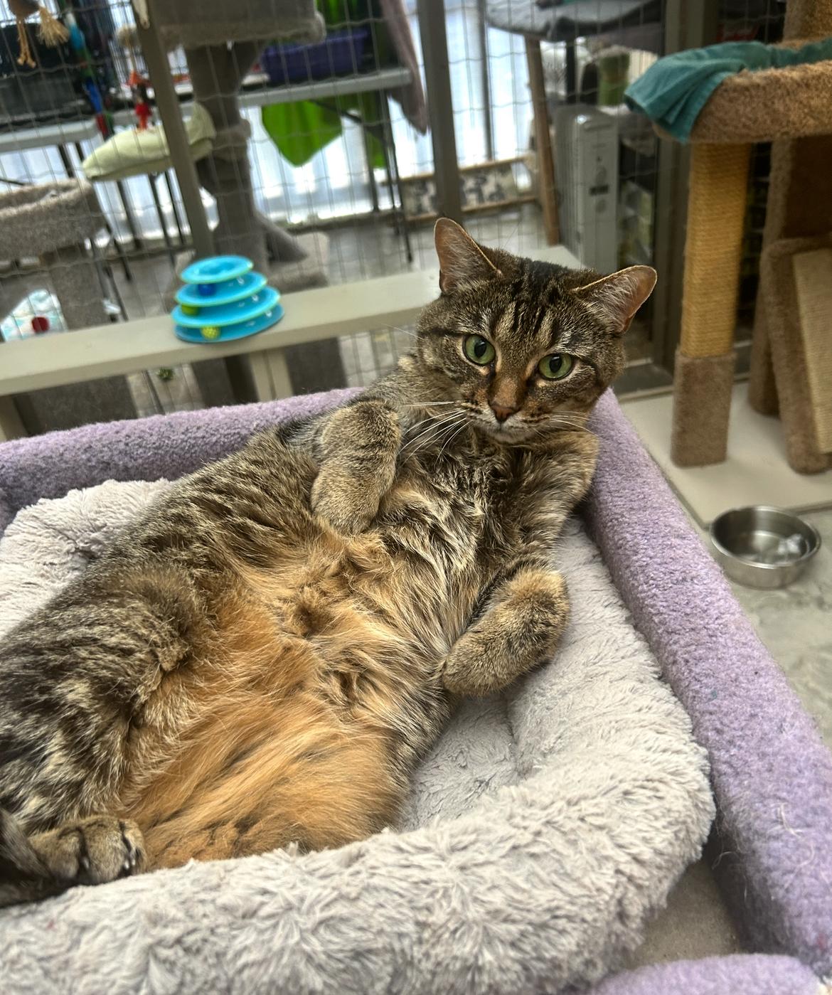 Gracie (Bonded with Elvira)