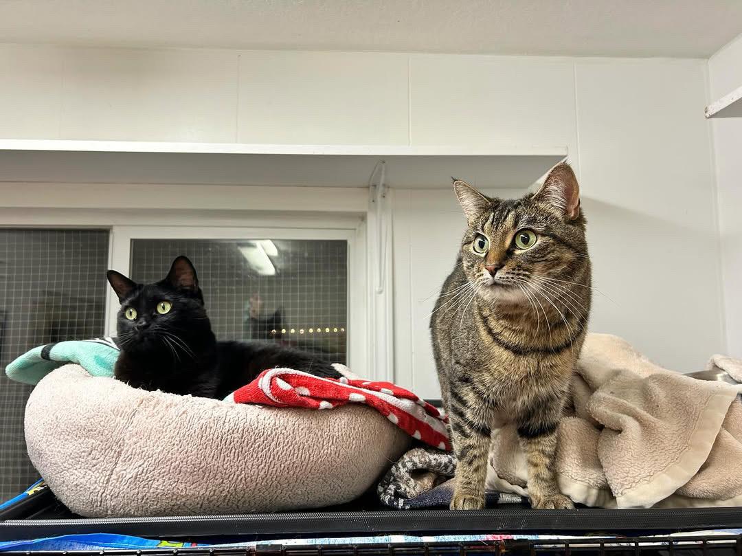 Gracie (Bonded with Elvira)