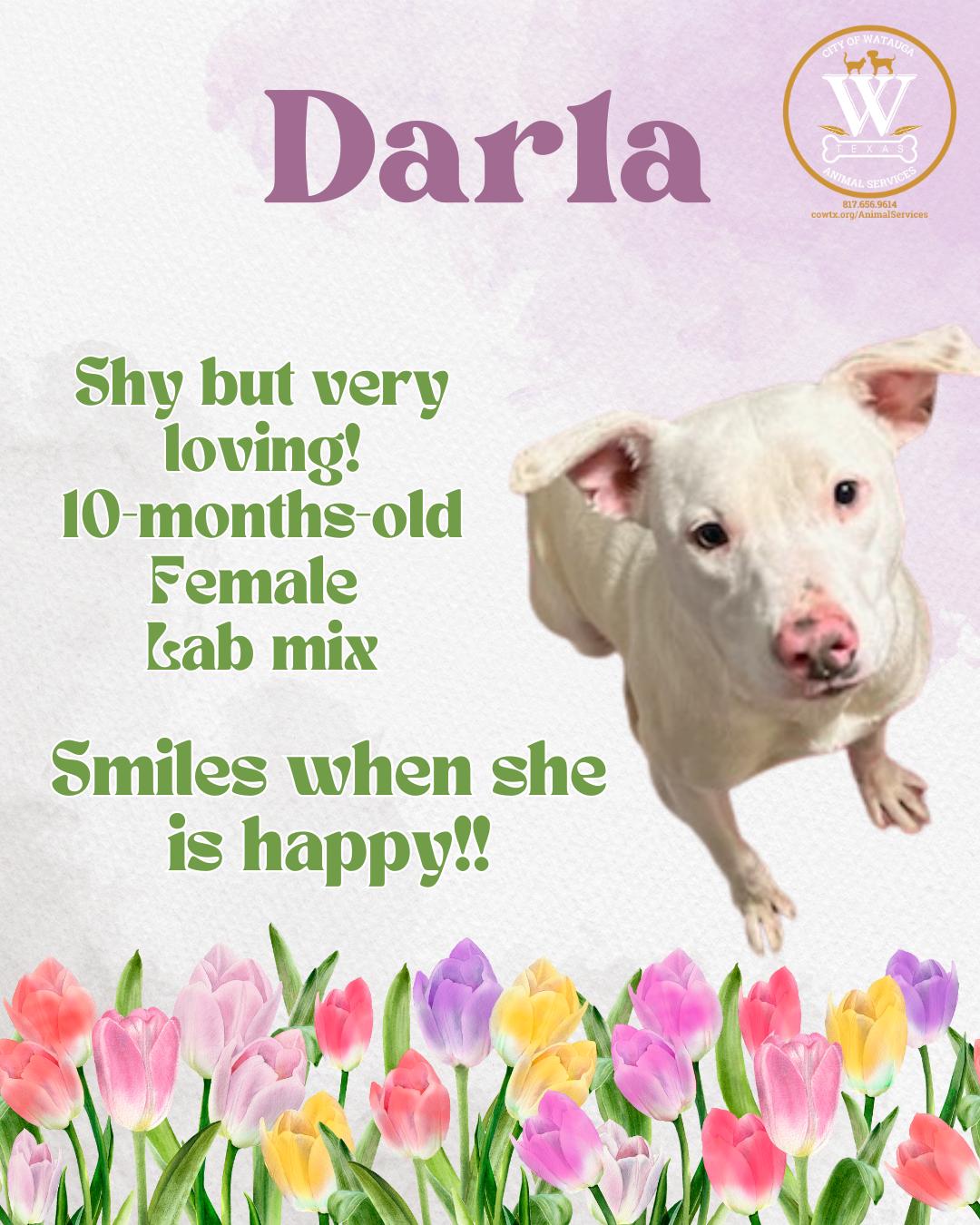 Enlarge Darla, a ADOPTABLE mixed breed in Watauga, TX image 1/1