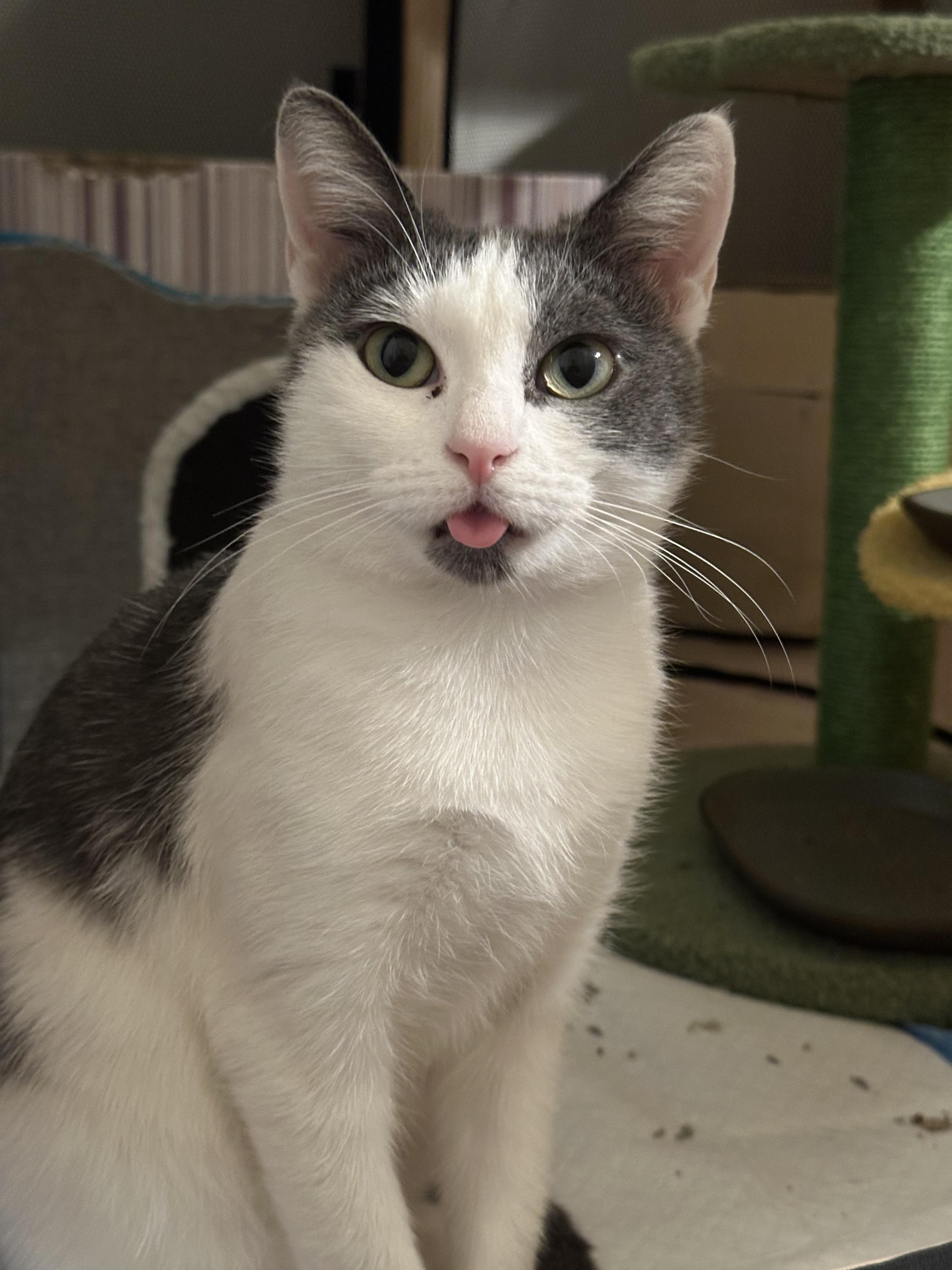 Frida, Adoptable, Adult Female Domestic Short Hair.