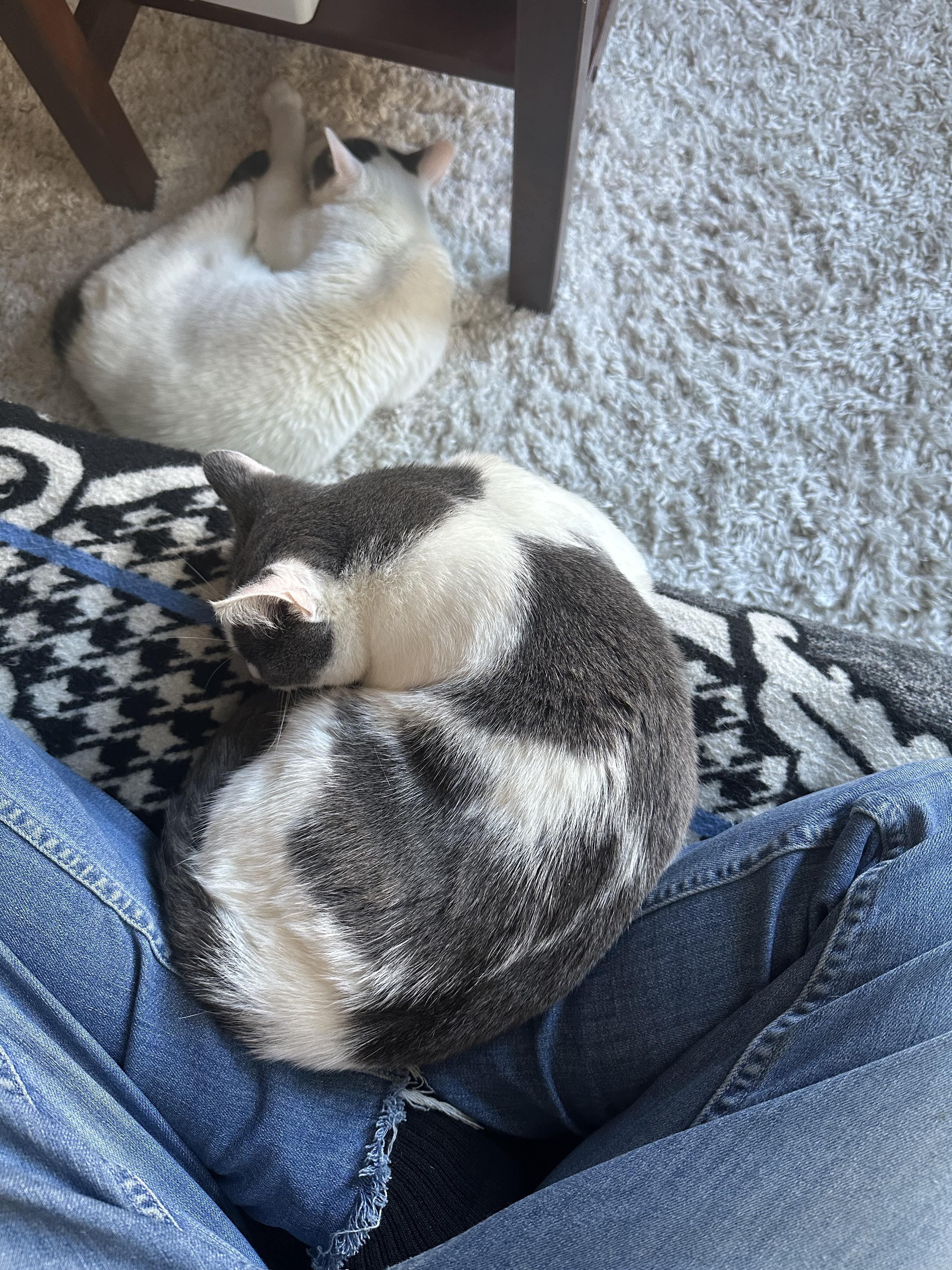 Frida, a Adoptable Domestic Short Hair in Brooklyn, NY image 2/5