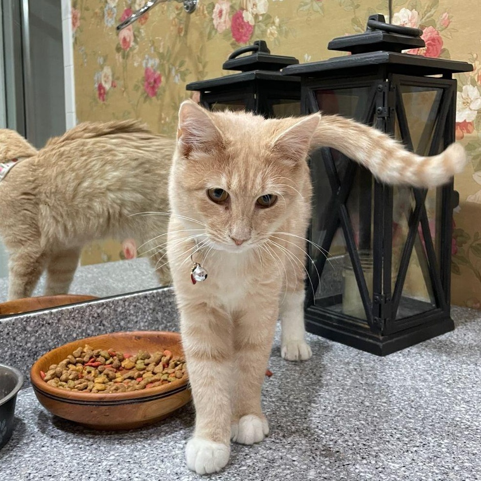 Enlarge Maple, an adopted American Shorthair in Montclair, NJ image 1/2