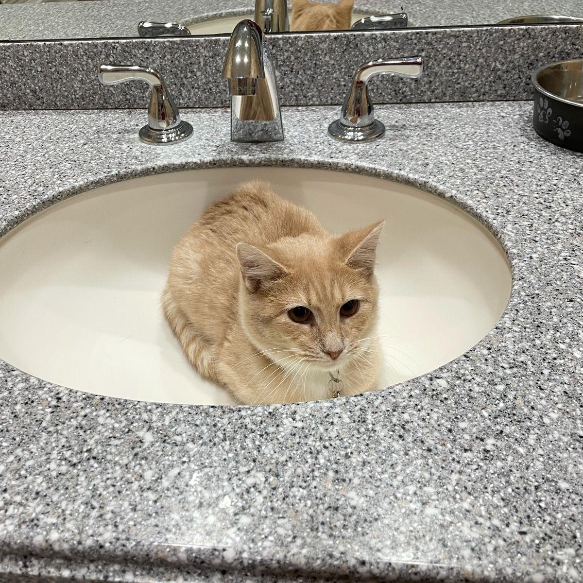 Enlarge Maple, an adopted American Shorthair in Montclair, NJ image 2/2