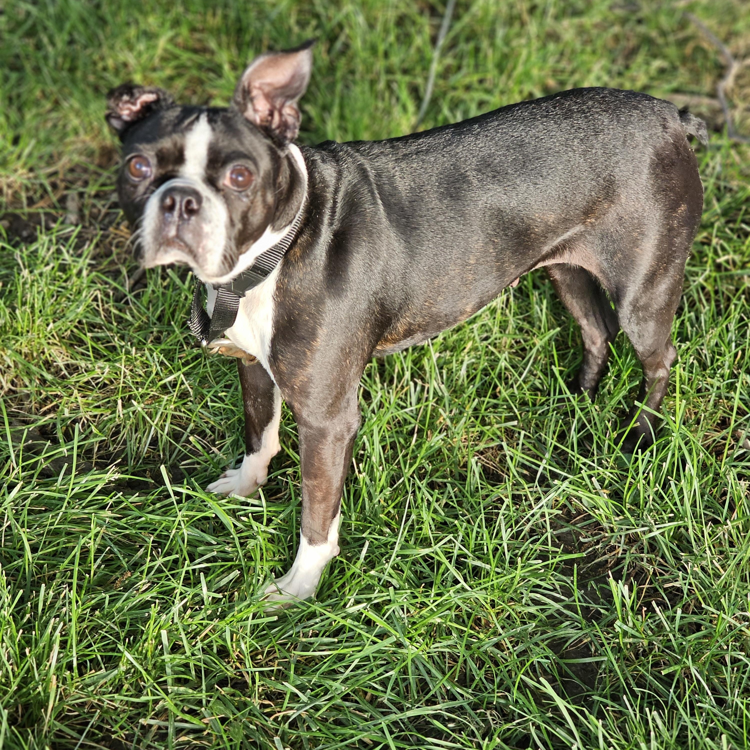 Mocha so.il, a Adoptable Boston Terrier in MURPHYSBORO , IL image 1/6