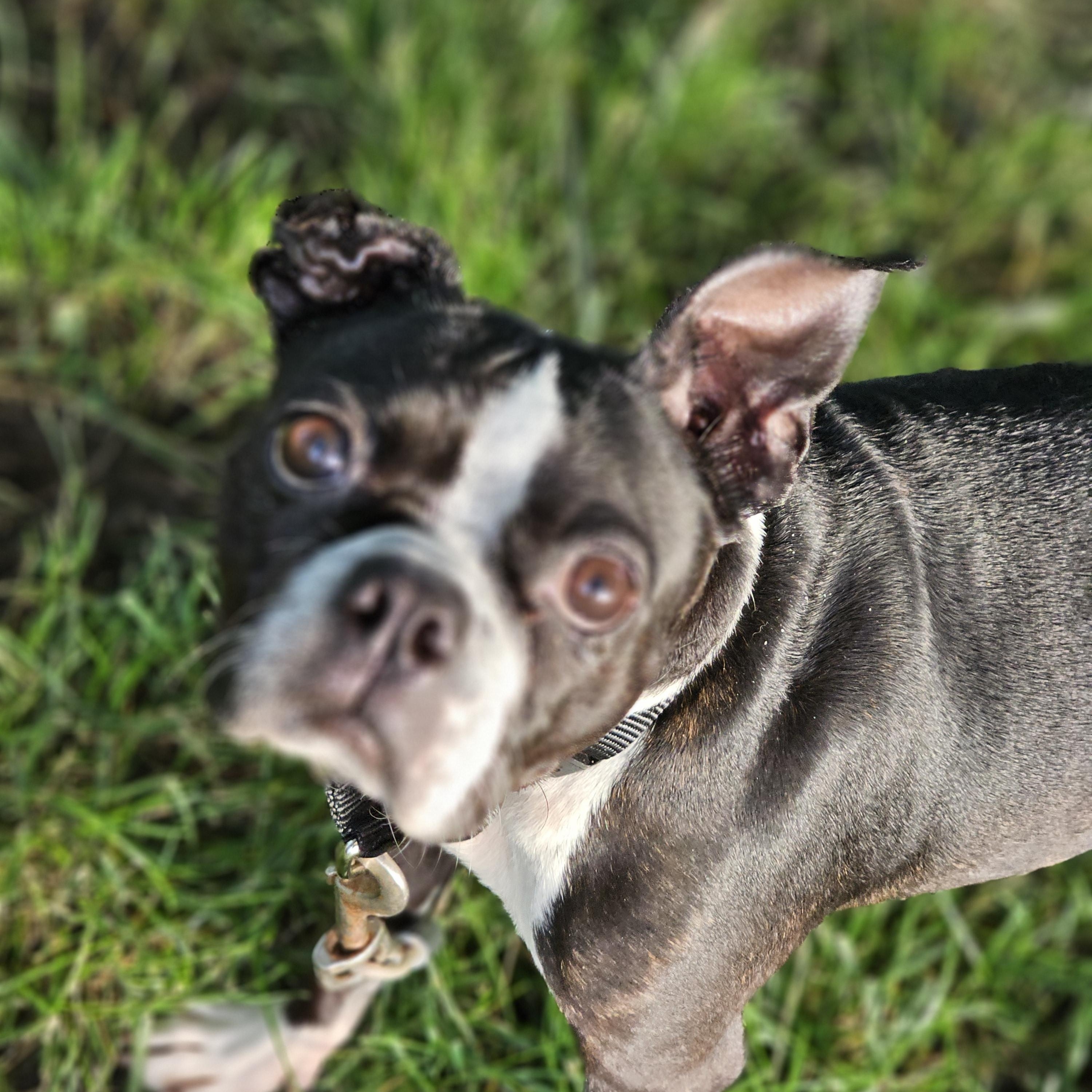 Mocha so.il, a Adoptable Boston Terrier in MURPHYSBORO , IL image 5/6
