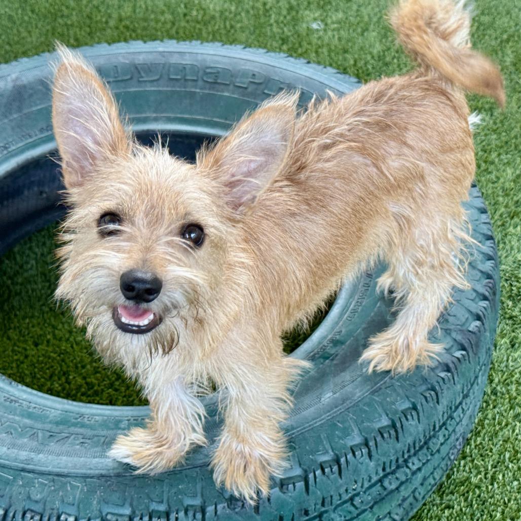 Enlarge Buck, a Adoptable mixed breed in San Antonio, TX image 1/5