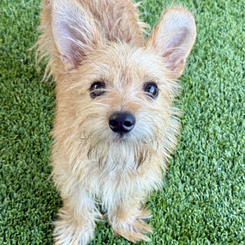 Enlarge Buck, a Adoptable mixed breed in San Antonio, TX image 2/5