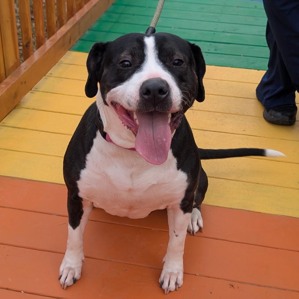 Paris 10-2744, Adoptable, Adult Female Pit Bull Terrier.