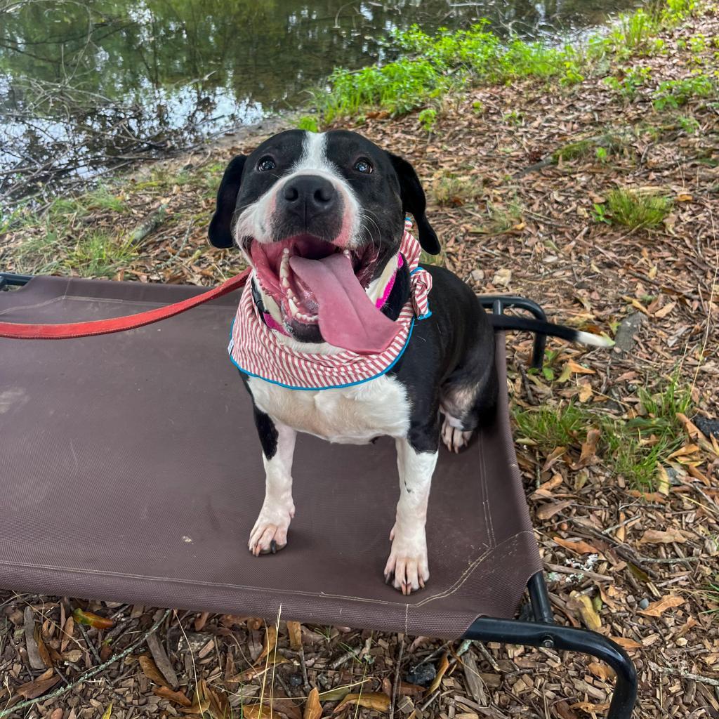 Enlarge Paris 10-2744, a Adoptable Pit Bull Terrier in Tyrone, GA image 2/6