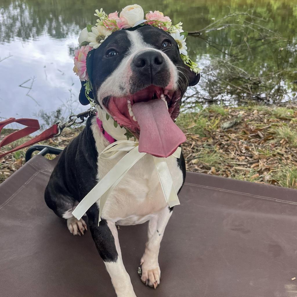 Paris 10-2744, Adoptable, Adult Female Pit Bull Terrier.