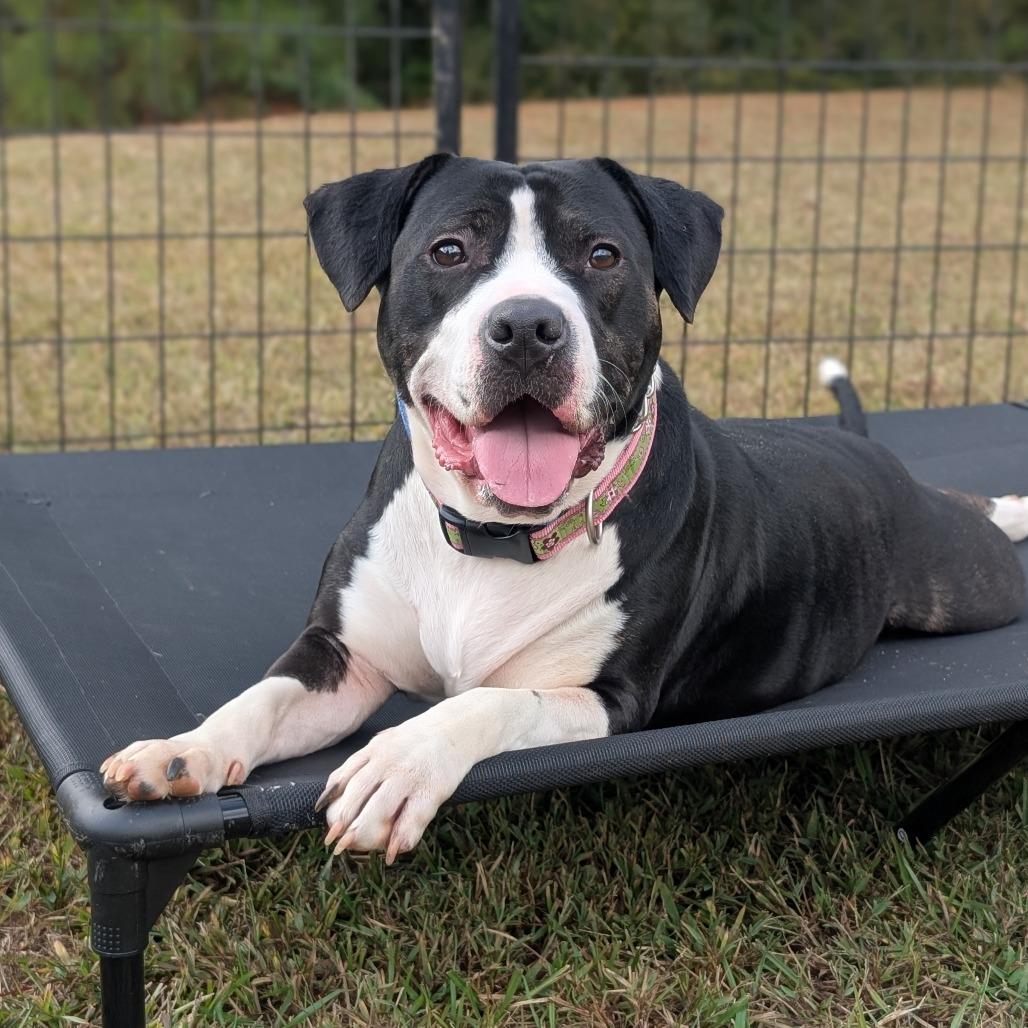 Enlarge Paris 10-2744, a Adoptable Pit Bull Terrier in Tyrone, GA image 3/6