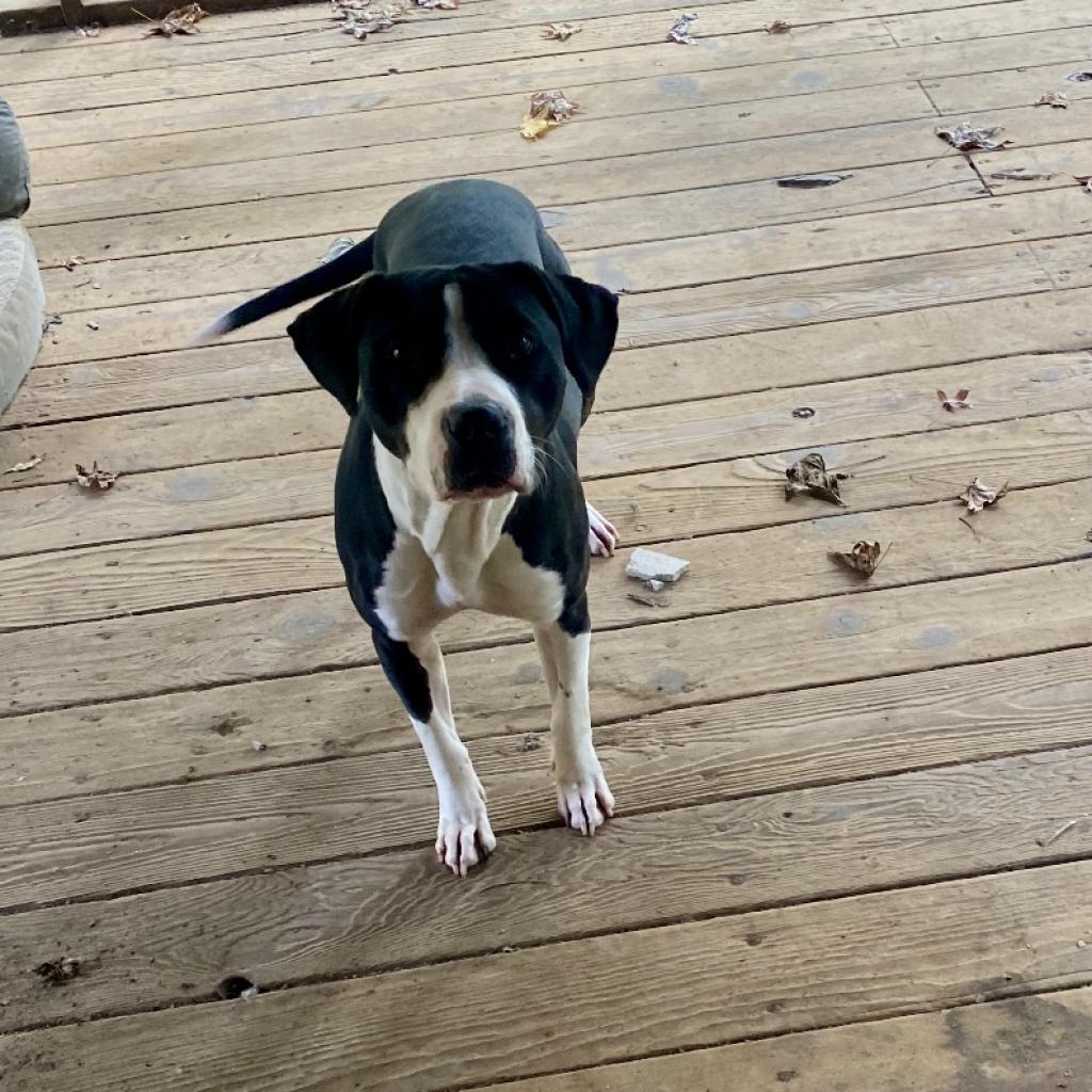 Enlarge Paris 10-2744, a Adoptable Pit Bull Terrier in Tyrone, GA image 4/6