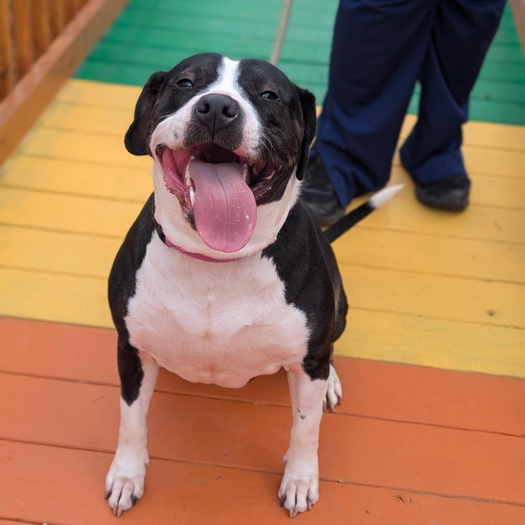 Enlarge Paris 10-2744, a Adoptable Pit Bull Terrier in Tyrone, GA image 6/6