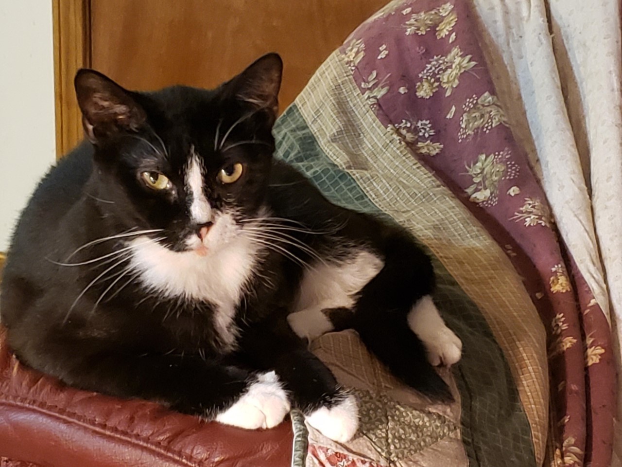 Derry - STILL AVAILABLE!, Adult Female Tuxedo