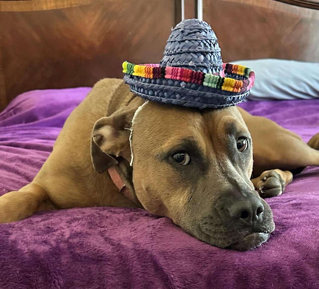 Enlarge Scully, a Adoptable mixed breed in Raleigh, NC image 3/6