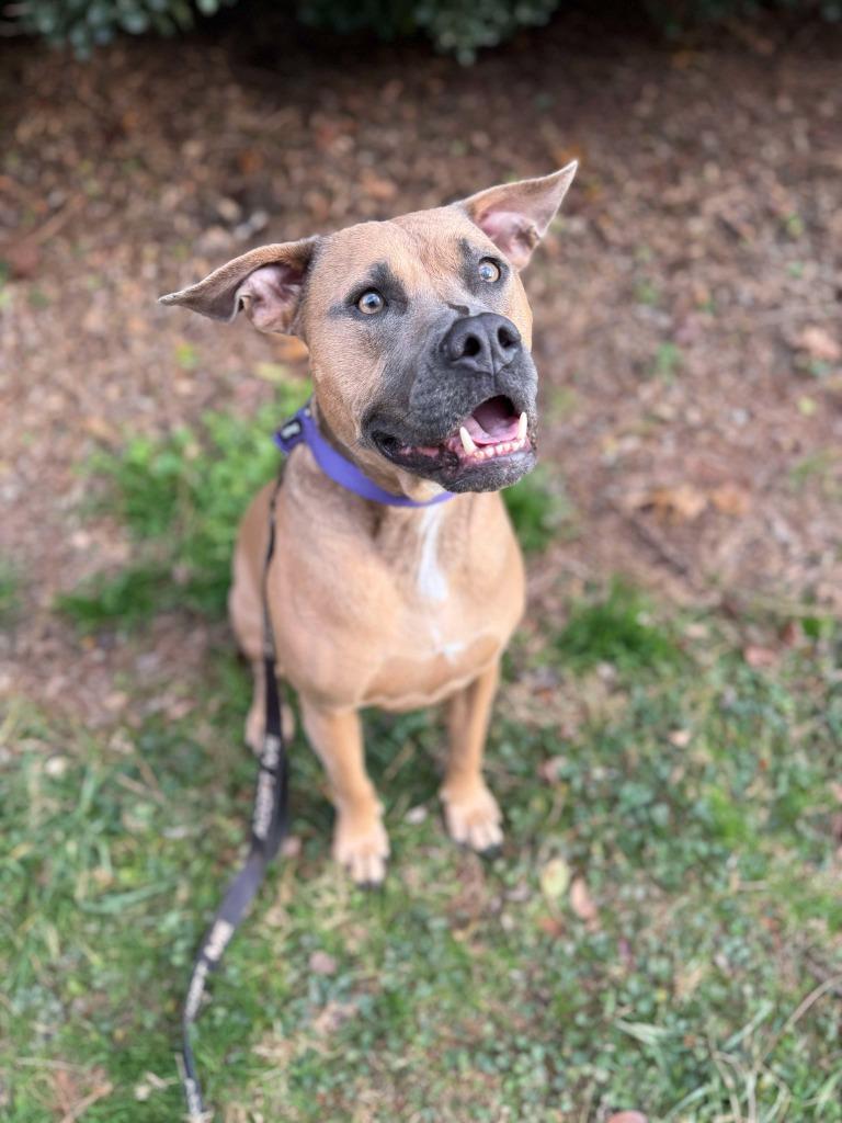 Enlarge Scully, a Adoptable mixed breed in Raleigh, NC image 4/6