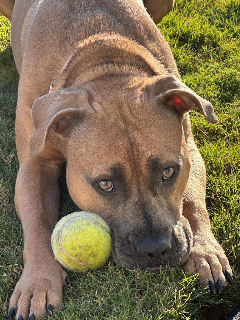 Enlarge Scully, a Adoptable mixed breed in Raleigh, NC image 5/6