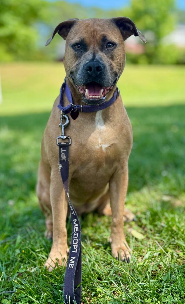 Enlarge Scully, a Adoptable mixed breed in Raleigh, NC image 6/6