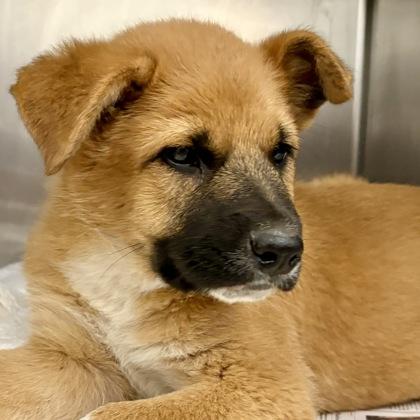 Enlarge Caramel, an adopted mixed breed in Sacramento, CA image 1/1