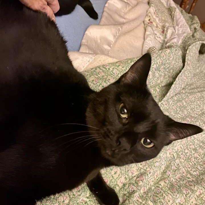 Enlarge Hibrew, a Adoptable Domestic Short Hair in Middletown, OH image 1/5