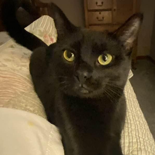 Enlarge Hibrew, a Adoptable Domestic Short Hair in Middletown, OH image 2/5