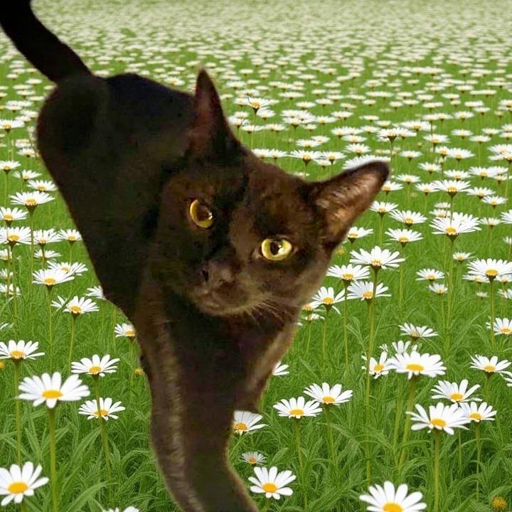 Enlarge Hibrew, a Adoptable Domestic Short Hair in Middletown, OH image 3/6