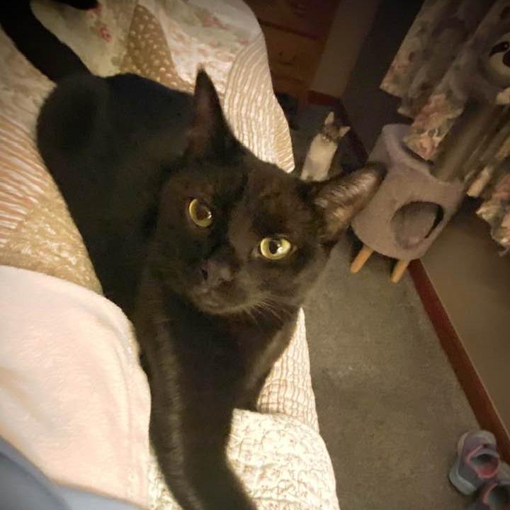 Enlarge Hibrew, a Adoptable Domestic Short Hair in Middletown, OH image 3/5