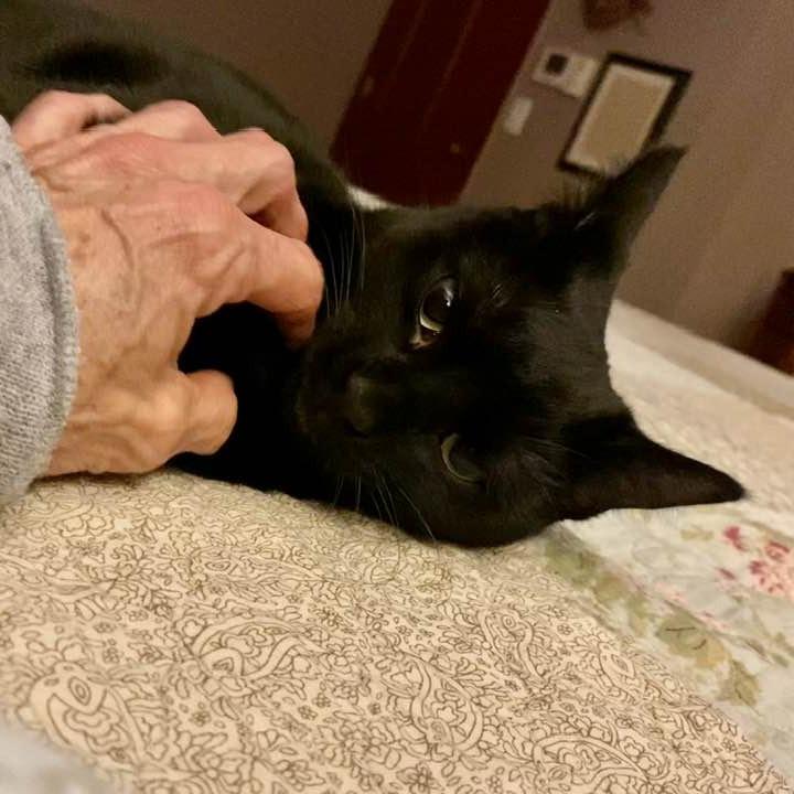 Enlarge Hibrew, a Adoptable Domestic Short Hair in Middletown, OH image 4/5