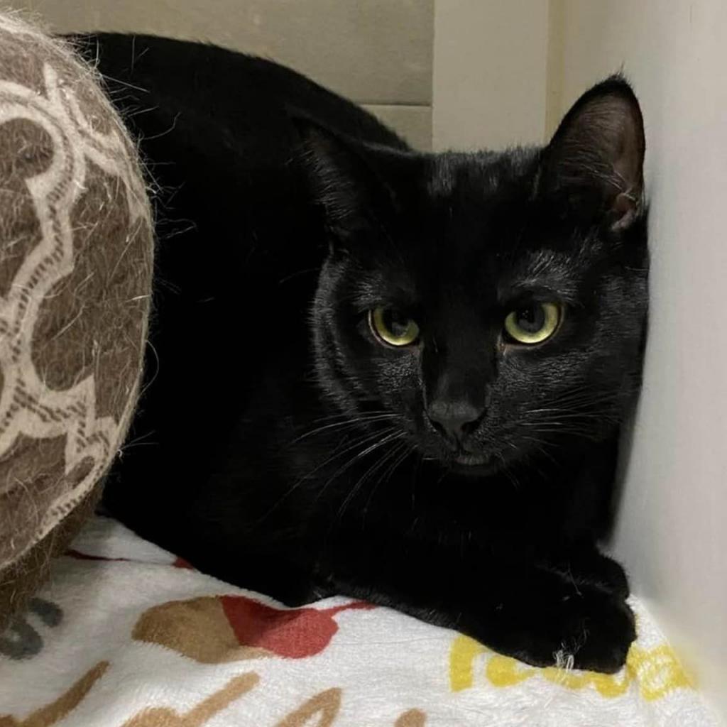 Enlarge Hibrew, a Adoptable Domestic Short Hair in Middletown, OH image 5/5