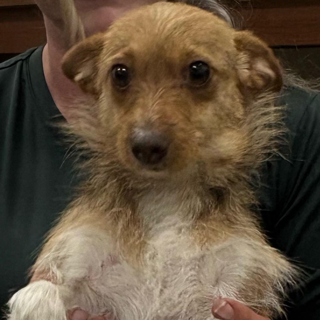 Biscuit (594), Adoptable, Young Female Chihuahua & Mixed Breed.