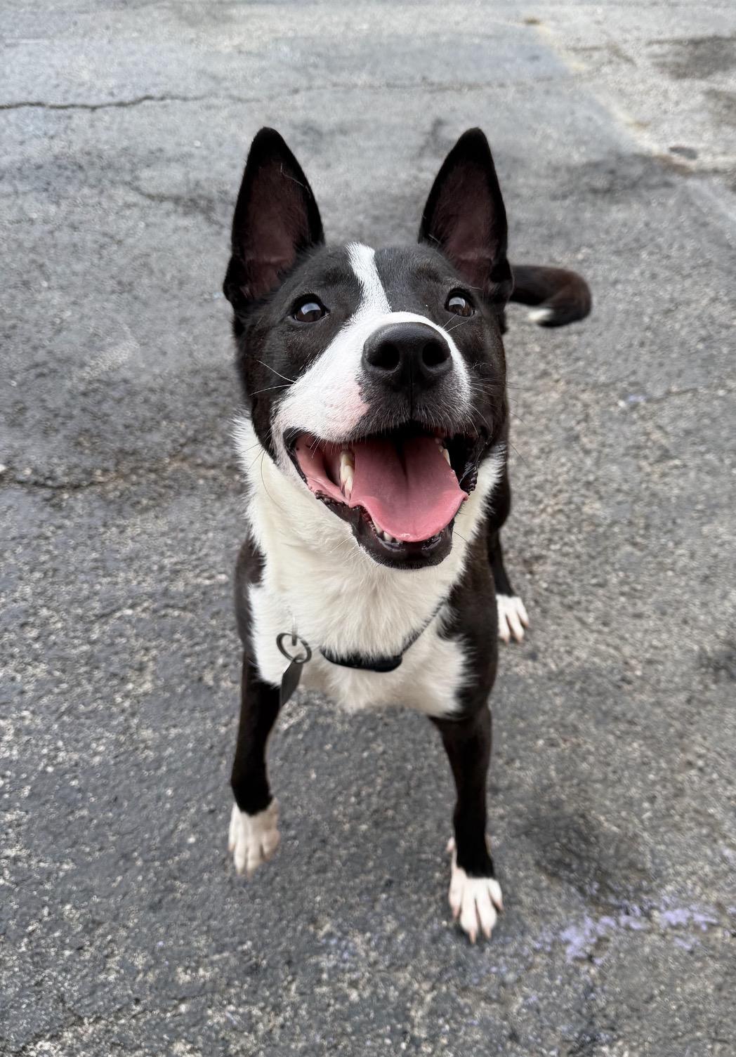 Alex, a ADOPTABLE mixed breed in Plainfield, IL image 6/6