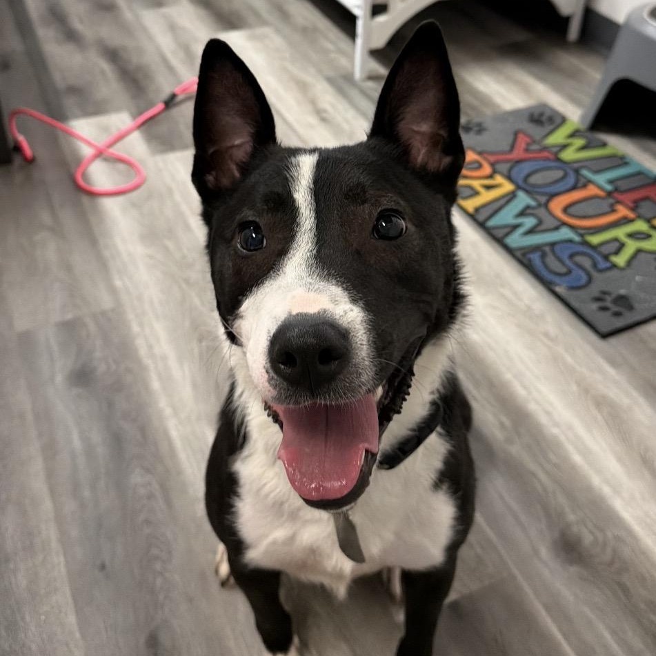 Alex, a ADOPTABLE mixed breed in Plainfield, IL image 3/6