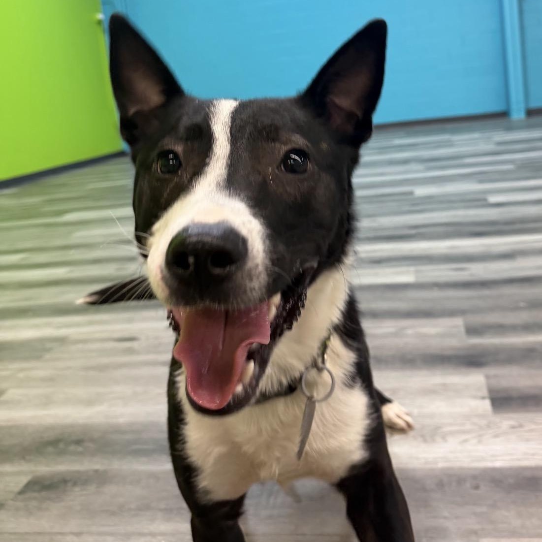 Alex, ADOPTABLE, Young Male Husky & Staffordshire Bull Terrier.