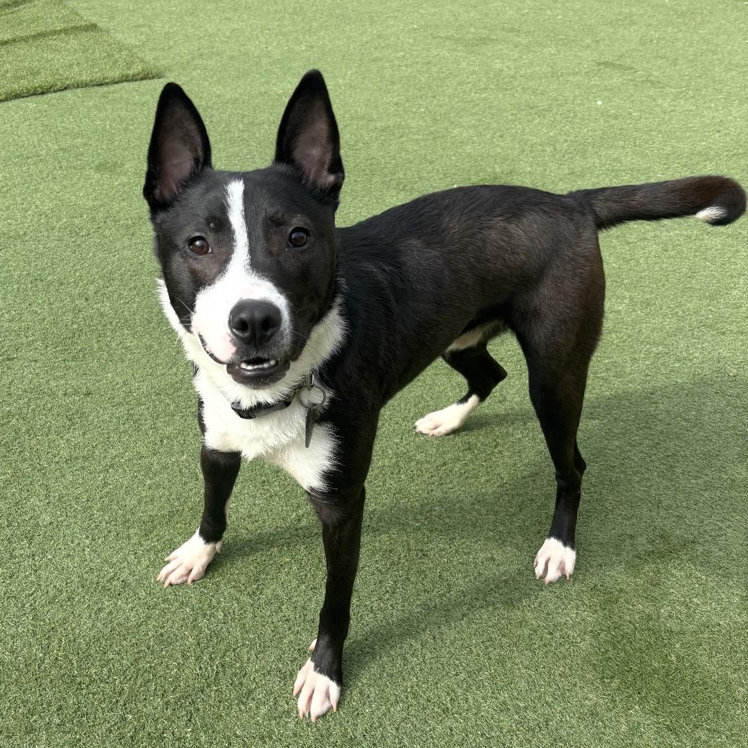 Alex, a ADOPTABLE mixed breed in Plainfield, IL image 4/6