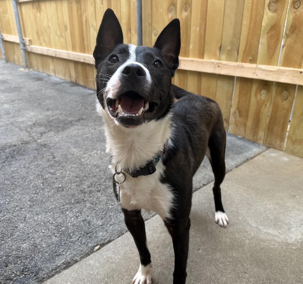 Alex, ADOPTABLE, Young Male Husky & Staffordshire Bull Terrier.