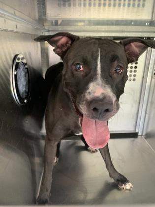 Enlarge Daisy Lou, a Adoptable mixed breed in Fort Worth, TX image 2/4