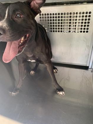 Enlarge Daisy Lou, a Adoptable mixed breed in Fort Worth, TX image 1/4