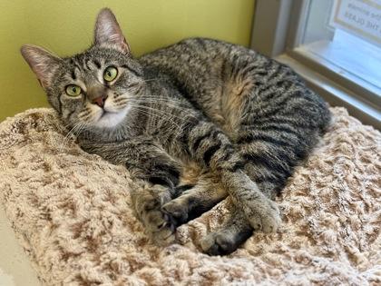 Sangria, ADOPTABLE, Adult Female Domestic Short Hair.