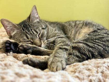 Enlarge Sangria, a ADOPTABLE Domestic Short Hair in Downers Grove, IL image 2/3