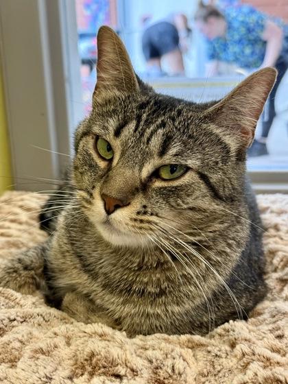 Enlarge Sangria, a ADOPTABLE Domestic Short Hair in Downers Grove, IL image 3/3