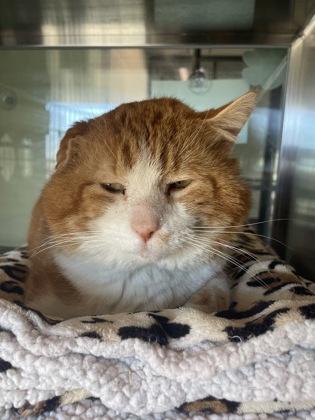 Enlarge Muffin Man, a Adoptable mixed breed in Lewisville, TX image 1/3