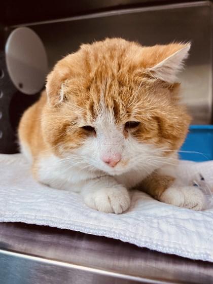 Enlarge Muffin Man, a Adoptable mixed breed in Lewisville, TX image 2/3