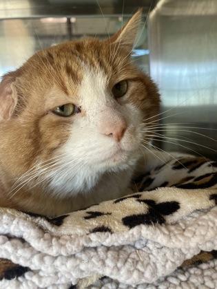 Enlarge Muffin Man, a Adoptable mixed breed in Lewisville, TX image 3/3