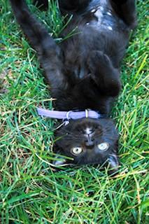 Maven, a ADOPTABLE Domestic Short Hair in Salt Lake City, UT image 5/5
