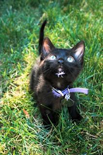 Maven, a ADOPTABLE Domestic Short Hair in Salt Lake City, UT image 3/5