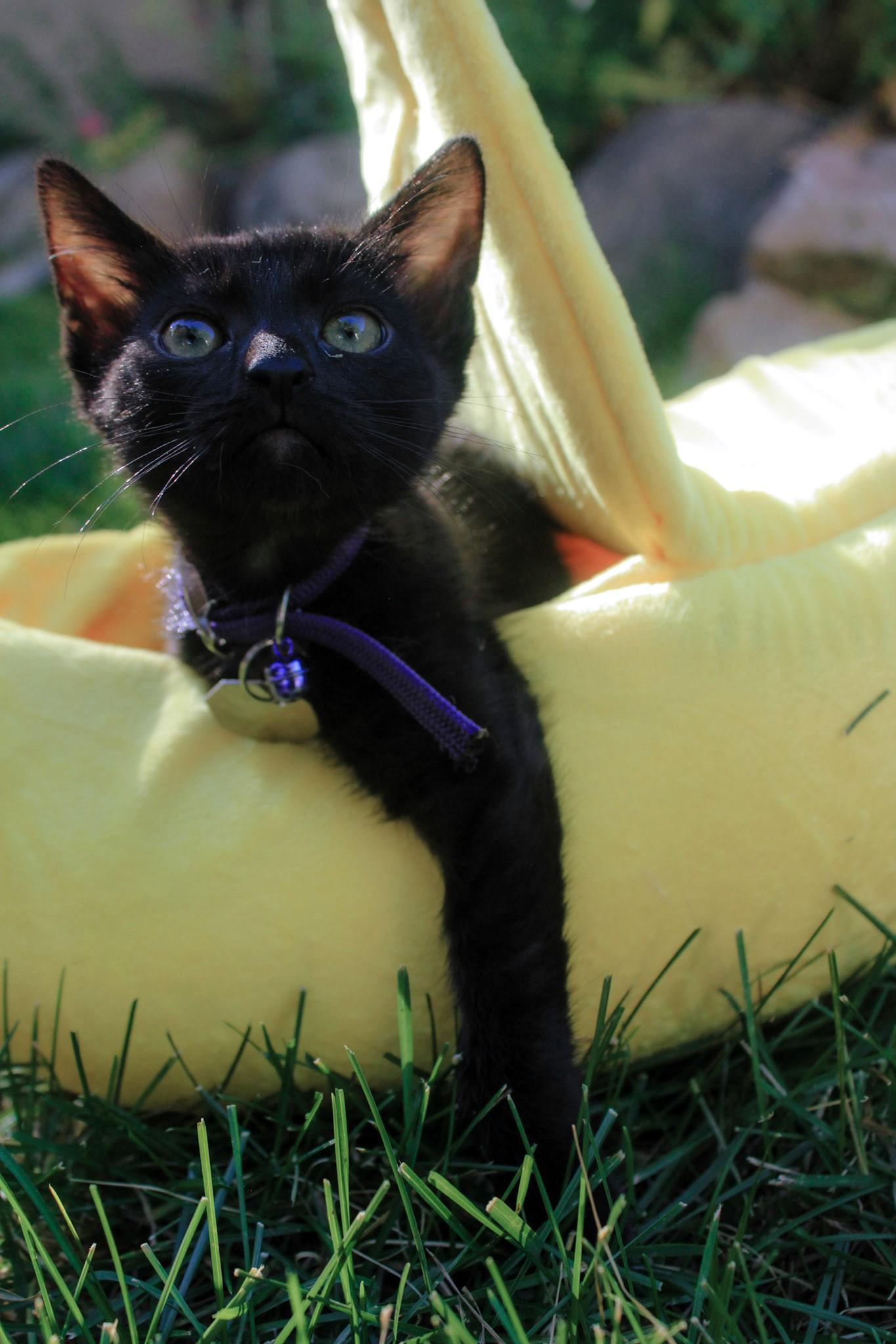 Maven, a ADOPTABLE Domestic Short Hair in Salt Lake City, UT image 4/5